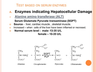 TEST BASED ON SERUM ENZYMES
A. Enzymes indicating Hepatocellular Damage
 Alanine amino transferase (ALT)
Serum Glutamate Pyruvate transaminase (SGPT)
 Source - liver, cardiac muscle , skeletal muscle.
 Increased – when cells of the liver have been inflamed or necrosed.
 Normal serum level : male- 13-35 U/L
female – 10-35 U/L
SGPT
PLP
 