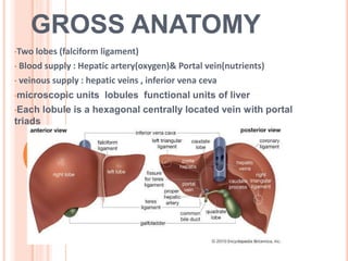 GROSS ANATOMY
•Two lobes (falciform ligament)
• Blood supply : Hepatic artery(oxygen)& Portal vein(nutrients)
• veinous supply : hepatic veins , inferior vena ceva
•microscopic units lobules functional units of liver
•Each lobule is a hexagonal centrally located vein with portal
triads
 