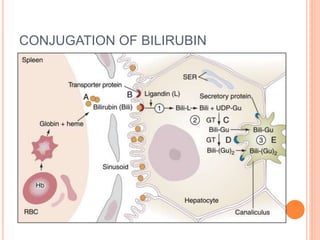 CONJUGATION OF BILIRUBIN
 