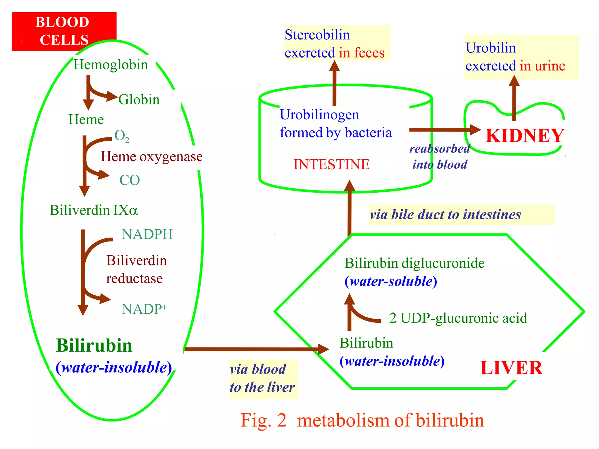 via bile duct to intestines
Stercobilin
excreted in feces
Urobilinogen
formed by bacteria KIDNEY
Urobilin
excreted in urine
BLOOD
CELLS
CO
Biliverdin IX
Heme oxygenase
O2
Bilirubin
(water-insoluble)
NADP+
NADPH
Biliverdin
reductase
Heme
Globin
Hemoglobin
reabsorbed
into blood
LIVER
Bilirubin diglucuronide
(water-soluble)
2 UDP-glucuronic acid
Bilirubin
(water-insoluble)
via blood
to the liver
INTESTINE
Fig. 2 metabolism of bilirubin
 