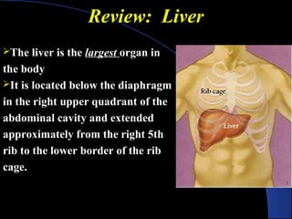 Review: Liver
Review: Liver
The liver is the largest organ in
the body
It is located below the diaphragm
in the right upper quadrant of the
abdominal cavity and extended
approximately from the right 5th
rib to the lower border of the rib
cage.
 