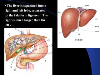 The liver is separated into a
right and left lobe, separated
by the falciform ligament. The
right is much larger than the
left .
 