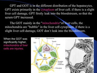 GPT and GOT is in the different distribution of the hepatocytes.
GPT exists primarily in the cytoplasm of liver cell. if there is a slight
liver cell damage, GPT firstly leak into the bloodstream, so that the
serum GPT increased.
The GOT mainly in the "mitochondria“of liver cells, the
mitochondria are "bubble" in the liver cell cytoplasm. if there is a
slight liver cell damage, GOT don`t leak into the bloodstream.
When the GOT was
significantly higher,
mitochondria of liver
cells are injuries.
 