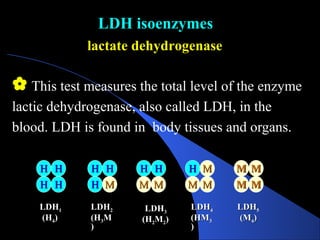 LDH isoenzymes
LDH isoenzymes
 This test measures the total level of the enzyme
lactic dehydrogenase, also called LDH, in the
blood. LDH is found in body tissues and organs.
lactate dehydrogenase
lactate dehydrogenase
H
H H
H
H
H H
H
H
H H
H
H
H M
M
H
H H
H
M
M
M
M
H
H
M
M
M
M
M
M
M
M
M
M
M
M
M
M
LDH
LDH1
1
(H
(H4
4)
)
LDH
LDH2
2
(H
(H3
3M
M
)
)
LDH
LDH3
3
(H
(H2
2M
M2
2)
)
LDH
LDH4
4
(HM
(HM3
3
)
)
LDH
LDH5
5
(M
(M4
4)
)
 