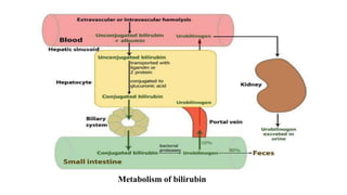 Metabolism of bilirubin
 