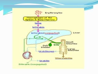 Liver function tests 2020 | PPTX