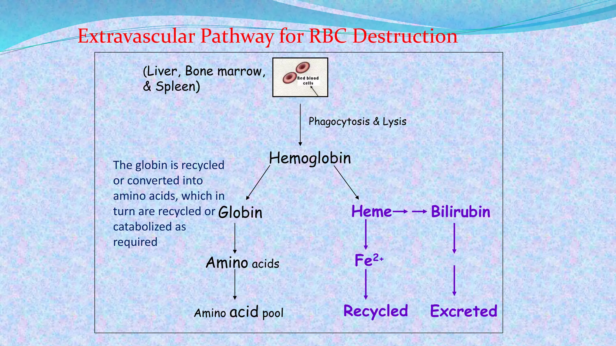 Extravascular Pathway for RBC Destruction
(Liver, Bone marrow,
& Spleen)
Hemoglobin
Globin
Amino acids
Amino acid pool
Heme Bilirubin
Fe2+
Excreted
Phagocytosis & Lysis
Recycled
The globin is recycled
or converted into
amino acids, which in
turn are recycled or
catabolized as
required
 