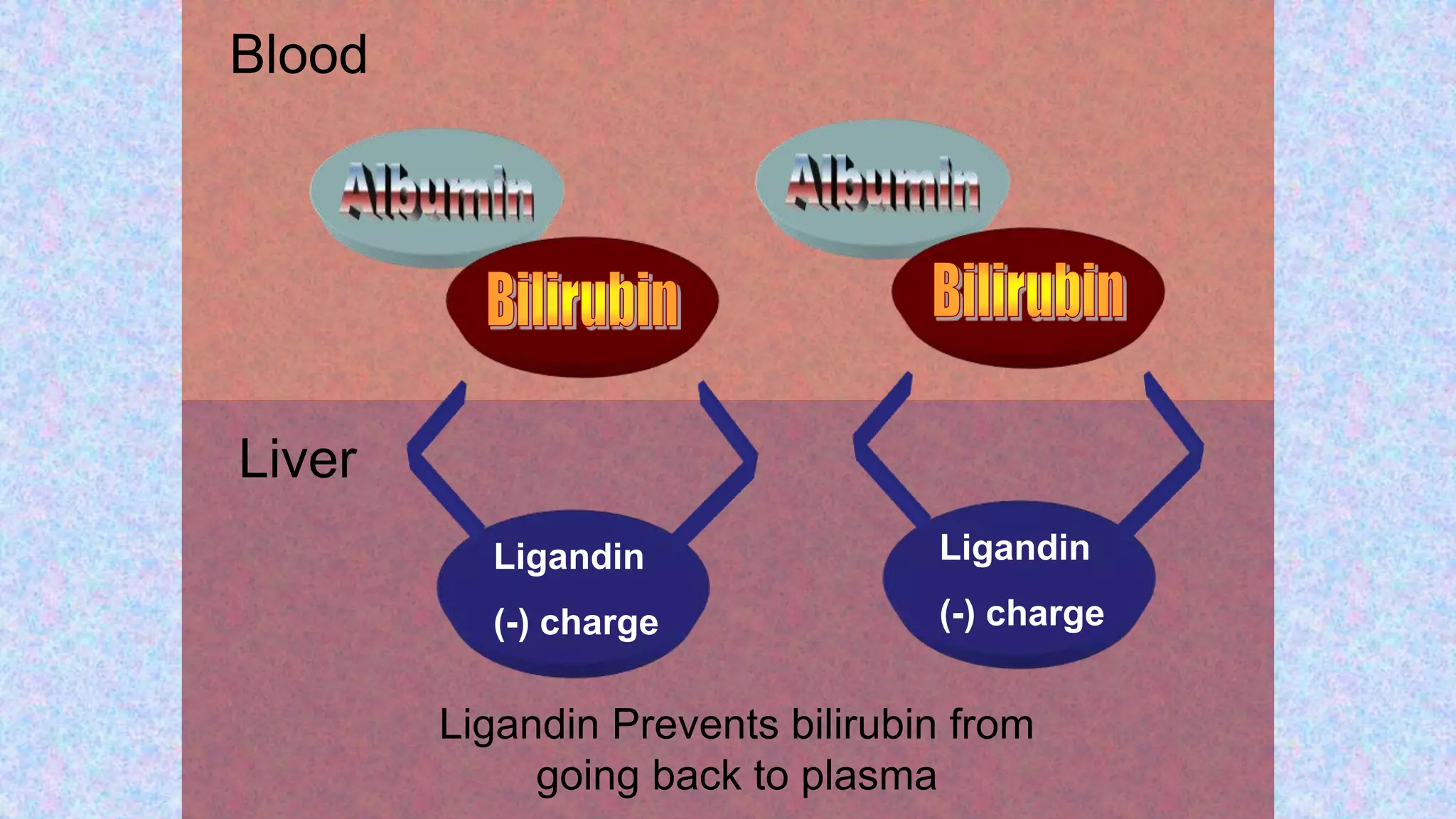 Blood
Liver
Ligandin
(-) charge
Ligandin
(-) charge
Ligandin Prevents bilirubin from
going back to plasma
 
