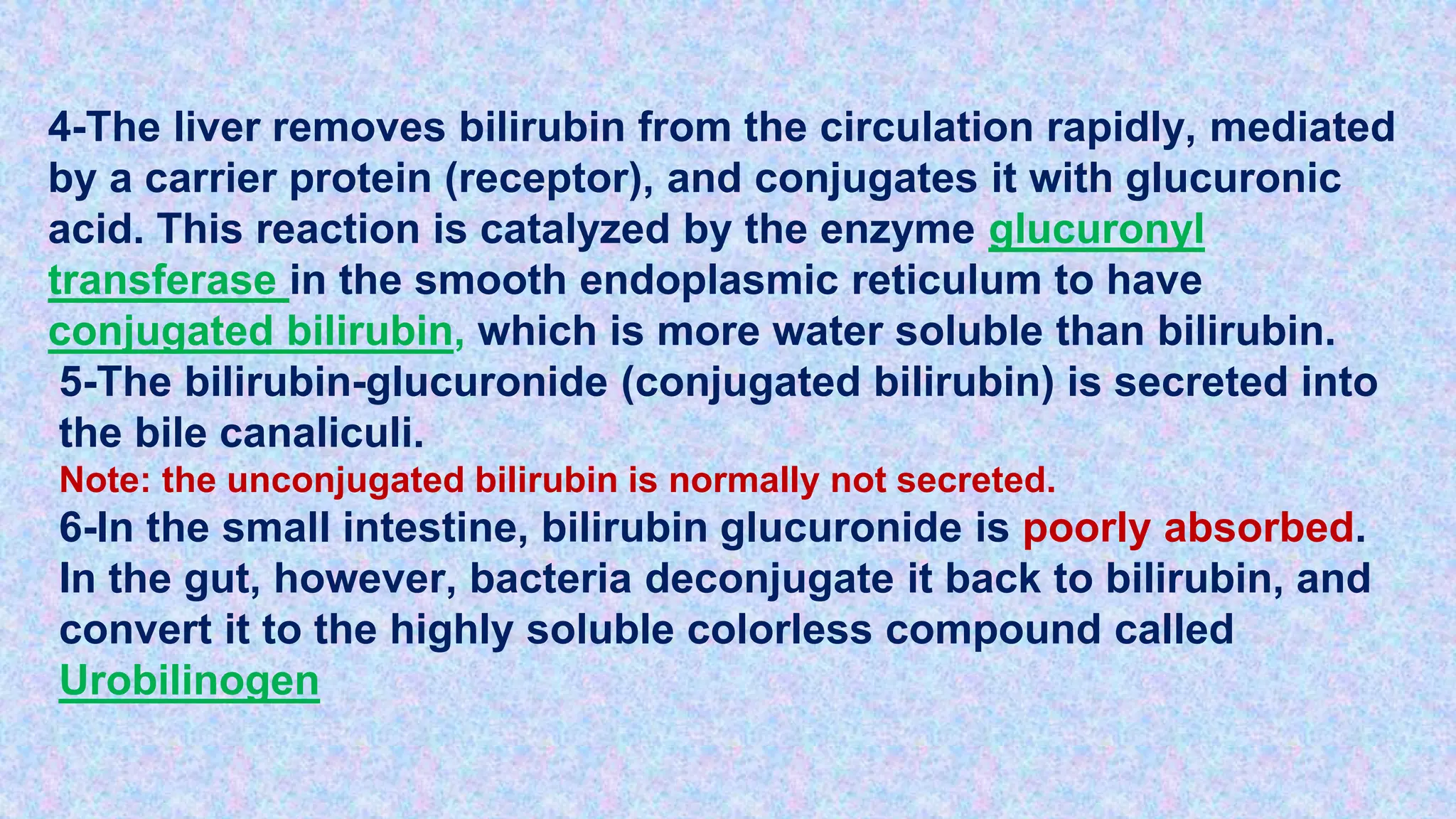 4-The liver removes bilirubin from the circulation rapidly, mediated
by a carrier protein (receptor), and conjugates it with glucuronic
acid. This reaction is catalyzed by the enzyme glucuronyl
transferase in the smooth endoplasmic reticulum to have
conjugated bilirubin, which is more water soluble than bilirubin.
5-The bilirubin-glucuronide (conjugated bilirubin) is secreted into
the bile canaliculi.
Note: the unconjugated bilirubin is normally not secreted.
6-In the small intestine, bilirubin glucuronide is poorly absorbed.
In the gut, however, bacteria deconjugate it back to bilirubin, and
convert it to the highly soluble colorless compound called
Urobilinogen
 