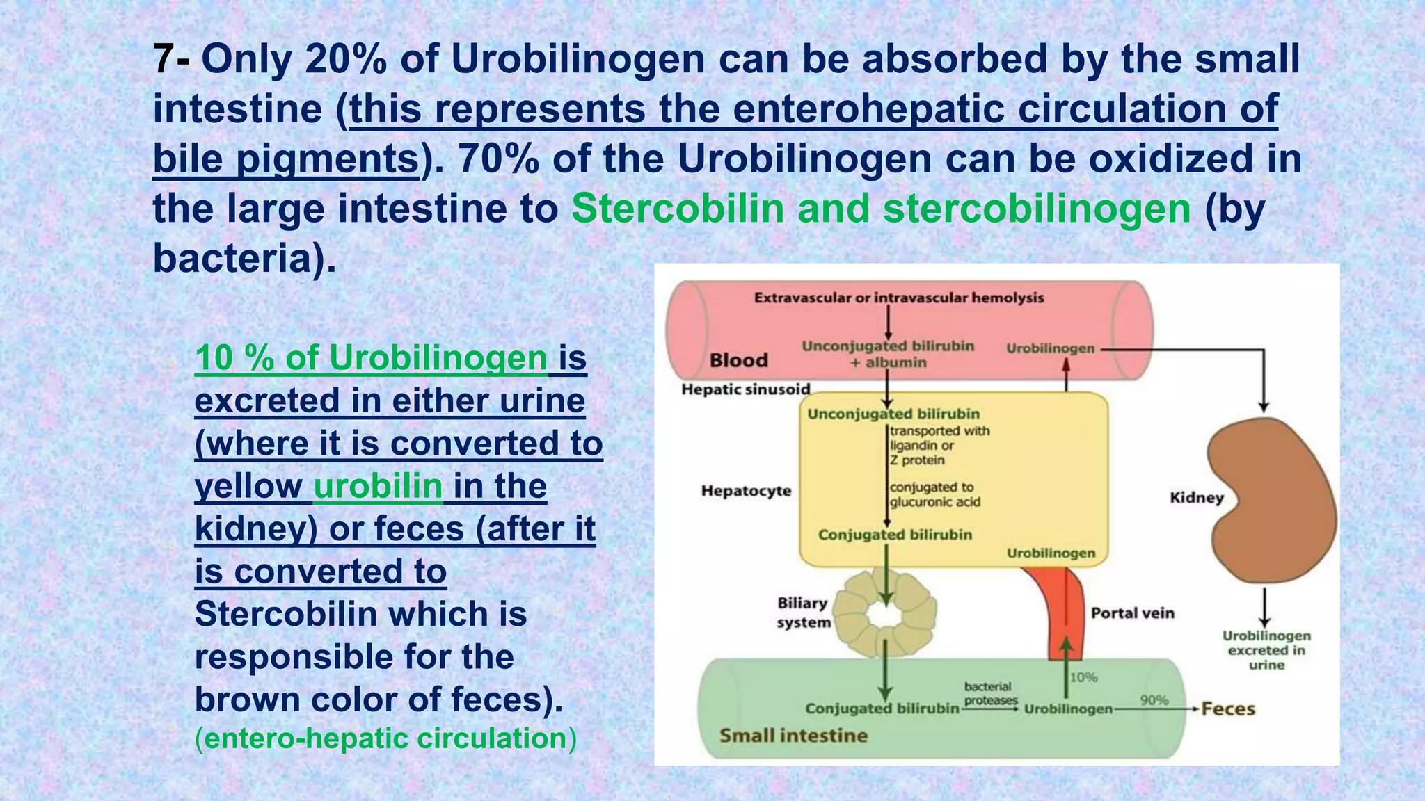 7- Only 20% of Urobilinogen can be absorbed by the small
intestine (this represents the enterohepatic circulation of
bile pigments). 70% of the Urobilinogen can be oxidized in
the large intestine to Stercobilin and stercobilinogen (by
bacteria).
10 % of Urobilinogen is
excreted in either urine
(where it is converted to
yellow urobilin in the
kidney) or feces (after it
is converted to
Stercobilin which is
responsible for the
brown color of feces).
(entero-hepatic circulation)
 
