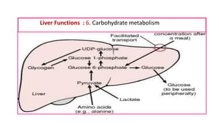 Liver Functions : 6. Carbohydrate metabolism
 