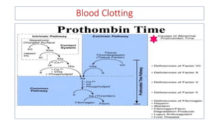 Blood Clotting
 