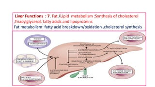 Liver Functions : 7. Fat /Lipid metabolism :Synthesis of cholesterol
,Triacylglycerol, fatty acids and lipoproteins
Fat metabolism: fatty acid breakdown/oxidation ,cholesterol synthesis
 