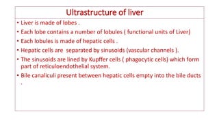 Ultrastructure of liver
• Liver is made of lobes .
• Each lobe contains a number of lobules ( functional units of Liver)
• Each lobules is made of hepatic cells .
• Hepatic cells are separated by sinusoids (vascular channels ).
• The sinusoids are lined by Kupffer cells ( phagocytic cells) which form
part of reticuloendothelial system.
• Bile canaliculi present between hepatic cells empty into the bile ducts
.
 
