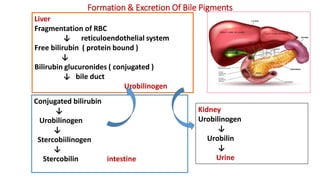 Formation & Excretion Of Bile Pigments
Liver
Fragmentation of RBC
↓ reticuloendothelial system
Free bilirubin ( protein bound )
↓
Bilirubin glucuronides ( conjugated )
↓ bile duct
Urobilinogen
Kidney
Urobilinogen
↓
Urobilin
↓
Urine
Conjugated bilirubin
↓
Urobilinogen
↓
Stercobiilinogen
↓
Stercobilin intestine
 