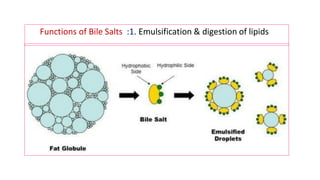 Functions of Bile Salts :1. Emulsification & digestion of lipids
 