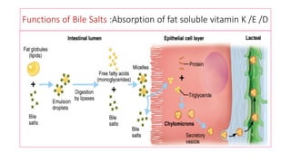Functions of Bile Salts :Absorption of fat soluble vitamin K /E /D
 