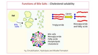 Functions of Bile Salts : Cholesterol solubility
 
