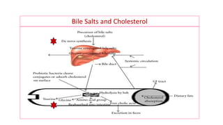 Bile Salts and Cholesterol
 