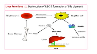 Liver Functions :1. Destruction of RBC & formation of bile pigments
 