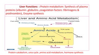 Liver Functions : Protein metabolism: Synthesis of plasma
proteins (albumin ,globulins ,coagulation factors :fibrinogens &
prothrombin), Enzyme synthesis
Protein catabolism, urea cycle ,amino acid metabolism, hormone synthesis
 