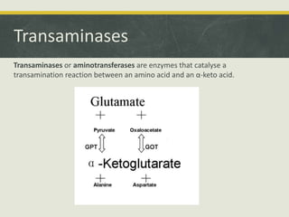 Transaminases
Transaminases or aminotransferases are enzymes that catalyse a
transamination reaction between an amino acid and an α-keto acid.
 
