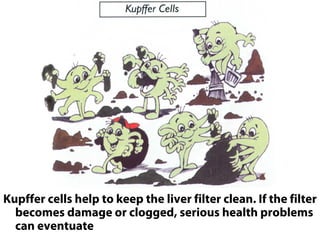 Kupffer cells help to keep the liver filter clean. If the filter
  becomes damage or clogged, serious health problems
  can eventuate
 