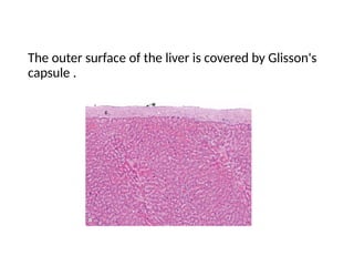 Glisson Liver normal histology presentation path | PPTX