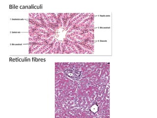 Liver normal histology presentation path | PPTX