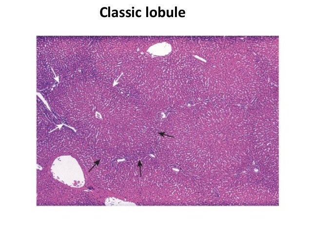 histology of normal liver liver histology labeled