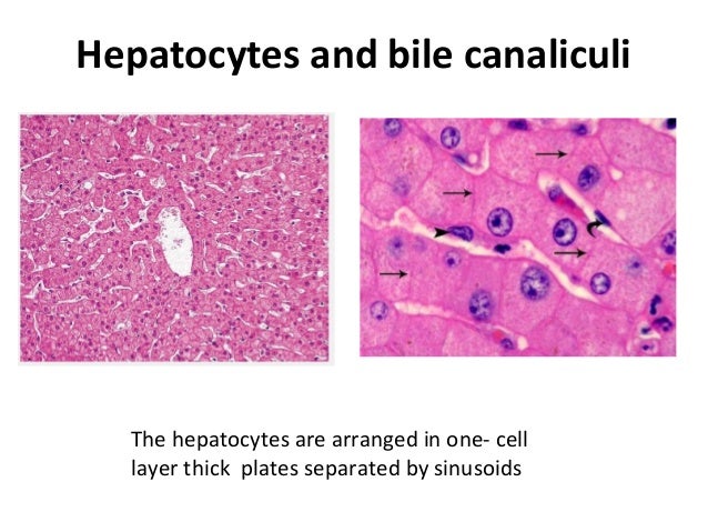 histology of normal liver liver histology labeled