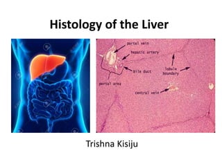 Histology of the Liver
Trishna Kisiju
 