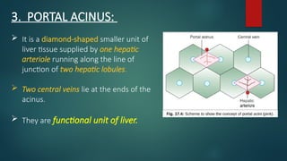 Acinus Functional Unit LIVER HISTOLOGY - for MBBS.pptx made by jeanee smch | PPTX
