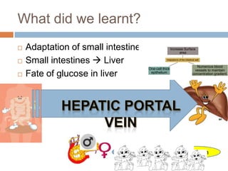 What did we learnt?Adaptation of small intestinesSmall intestines  LiverFate of glucose in liverHepatic portal veinglucagoninsulin
