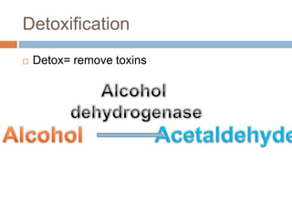 DetoxificationLiver FunctionBesides the regulation of glucose, what are the other functions of liver?Production of bile