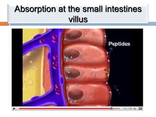 Absorption at the small intestines villus