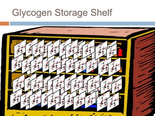 Glycogen Storage Shelf