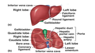 Comprehensive Overview of Liver Anatomy, Structure, and Functions | PPTX