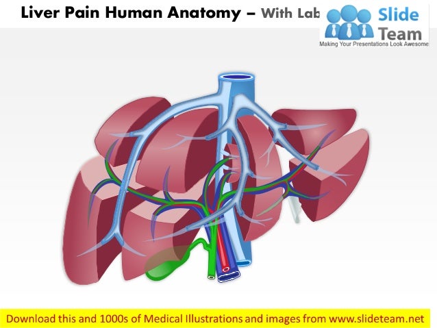 Liver Diagram Without Labels : Human Body Internal Organs With Label