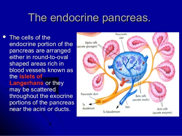 Liver pancreas