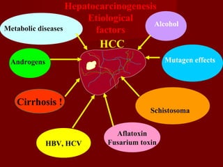 HBV, HCV
HCC
Mutagen effects
Cirrhosis !
Aflatoxin
Fusarium toxin
Hepatocarcinogenesis
Etiological
factors
Alcohol
Androgens
Metabolic diseases
Schistosoma
 