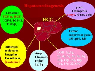 proto
Onkogenes
c-myc, N-ras, c-fos
HCC
Citokines
TGF-α, HGF !
IGF-I, IGF-II.,
TGF-β,
Tumor
suppressor genes
p53, p16, RB
Hepatocarcinogenesis
LOH 1p,1q,
2q, 4q, 5q, 6q, 9p, 9q,
10q, 11p, 13q, 16p,
16q, 17p, 22/APC
Adhesion
molecules
Integrins,
E-cadherin,
β-catenin !
Ampl.
Chromos-
region
1q, 8q
 