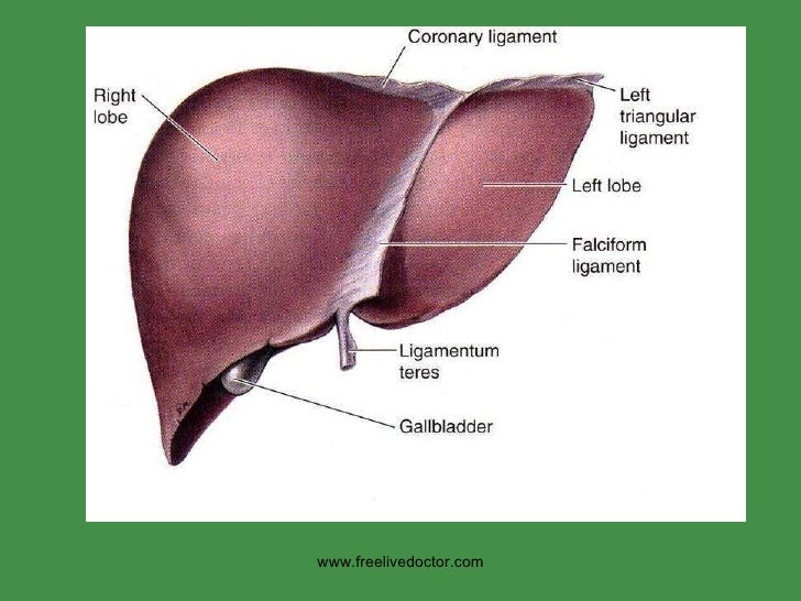 Liver pothology
