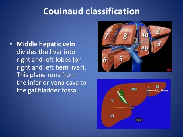 liver segmental anatomy liver segments