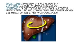 RIGHT LOBE :ANTERIOR 5,8 POSTERIOR 6,7
LEFT LOBE :MEDIAL 4A AND B LATERAL 23
SEGMENT 1 IS POSTERIOR TO THE LIVER ,ANTERIOR
AND LATERAL TO IVC (CAUDATE)IN THE CENTER OF ALL
SEGMENTS OF THE LIVER FROM POSTERIOR,
 