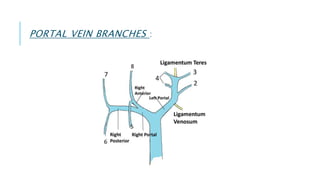 PORTAL VEIN BRANCHES :
 