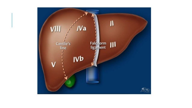liver segments liver segments