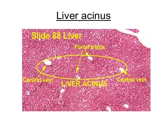 liver slides liver slide