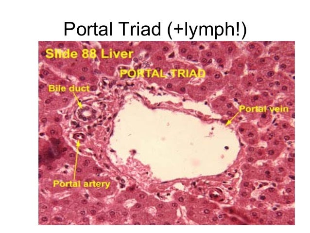 liver slide