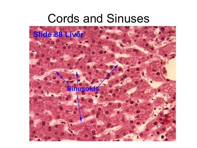 liver slide